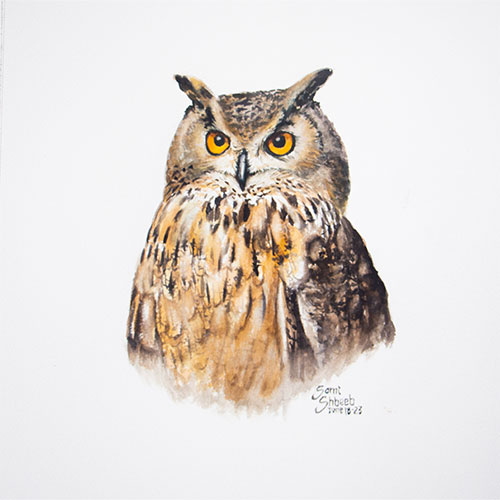 Owl