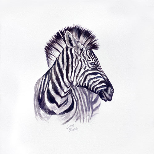 Zebra