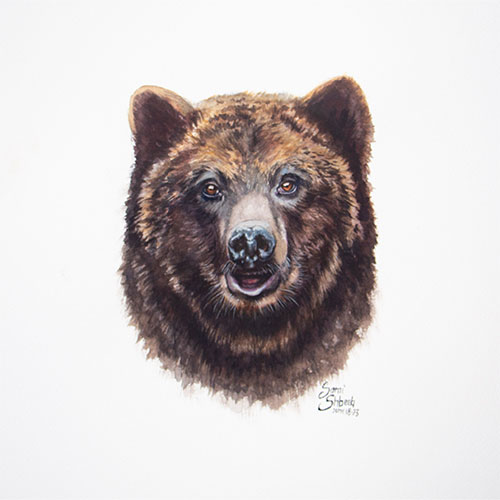 grizzly-bear